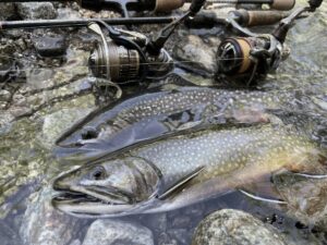 Read more about the article Comment pêcher le saumon de fontaine dans un étang : les meilleurs conseils !